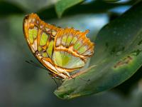 Malachitfalter Seitenansicht